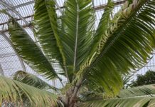 Palmeira gigante desaparecida há quase um século é reencontrada em Madagascar: são só 28 árvores, e os cientistas precisaram esperar que florescessem para ter certeza Palmeira gigante desaparecida há quase um século é reencontrada em Madagascar: são só 28 árvores, e os cientistas precisaram esperar que florescessem para ter certeza