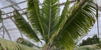 Palmeira gigante desaparecida há quase um século é reencontrada em Madagascar: são só 28 árvores, e os cientistas precisaram esperar que florescessem para ter certeza Palmeira gigante desaparecida há quase um século é reencontrada em Madagascar: são só 28 árvores, e os cientistas precisaram esperar que florescessem para ter certeza