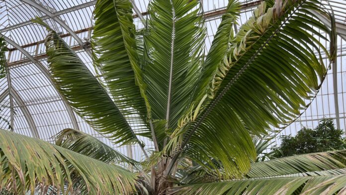 Palmeira gigante desaparecida há quase um século é reencontrada em Madagascar: são só 28 árvores, e os cientistas precisaram esperar que florescessem para ter certeza Palmeira gigante desaparecida há quase um século é reencontrada em Madagascar: são só 28 árvores, e os cientistas precisaram esperar que florescessem para ter certeza