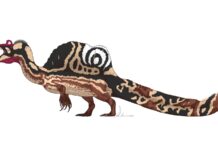 Numa ilha quilombola do Maranhão que some sob a maré, pesquisadores acharam o maior dinossauro carnívoro do Brasil, com até 14 metros Numa ilha quilombola do Maranhão que some sob a maré, pesquisadores acharam o maior dinossauro carnívoro do Brasil, com até 14 metros