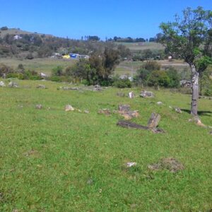 No interior do Tocantins existe uma floresta que virou pedra antes dos dinossauros: troncos de até 290 milhões de anos espalhados pelo chão do Cerrado No interior do Tocantins existe uma floresta que virou pedra antes dos dinossauros: troncos de até 290 milhões de anos espalhados pelo chão do Cerrado