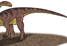 Aposentado que consertava geladeiras achou ossos numa obra de estrada no RS em 1998; eram de um dinossauro de 225 milhões de anos, que ganhou o nome dele Aposentado que consertava geladeiras achou ossos numa obra de estrada no RS em 1998; eram de um dinossauro de 225 milhões de anos, que ganhou o nome dele