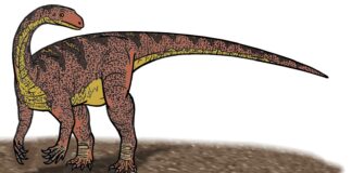 Aposentado que consertava geladeiras achou ossos numa obra de estrada no RS em 1998; eram de um dinossauro de 225 milhões de anos, que ganhou o nome dele Aposentado que consertava geladeiras achou ossos numa obra de estrada no RS em 1998; eram de um dinossauro de 225 milhões de anos, que ganhou o nome dele
