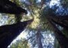 As árvores mais altas do mundo resistem a fogo e fungos por séculos, mas o calor extremo corta pela metade a fotossíntese das sequoias, mostra estudo As árvores mais altas do mundo resistem a fogo e fungos por séculos, mas o calor extremo corta pela metade a fotossíntese das sequoias, mostra estudo