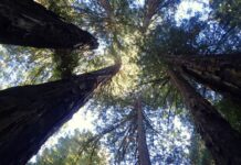 As árvores mais altas do mundo resistem a fogo e fungos por séculos, mas o calor extremo corta pela metade a fotossíntese das sequoias, mostra estudo As árvores mais altas do mundo resistem a fogo e fungos por séculos, mas o calor extremo corta pela metade a fotossíntese das sequoias, mostra estudo