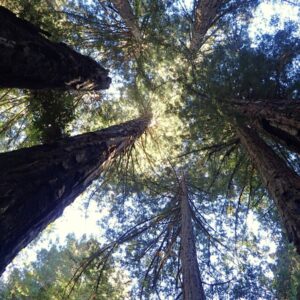 As árvores mais altas do mundo resistem a fogo e fungos por séculos, mas o calor extremo corta pela metade a fotossíntese das sequoias, mostra estudo As árvores mais altas do mundo resistem a fogo e fungos por séculos, mas o calor extremo corta pela metade a fotossíntese das sequoias, mostra estudo