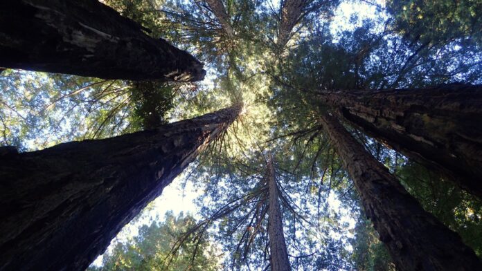 As árvores mais altas do mundo resistem a fogo e fungos por séculos, mas o calor extremo corta pela metade a fotossíntese das sequoias, mostra estudo As árvores mais altas do mundo resistem a fogo e fungos por séculos, mas o calor extremo corta pela metade a fotossíntese das sequoias, mostra estudo