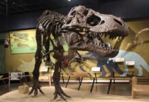 Costela quebrada do maior T. rex já encontrado guardava vasos sanguíneos fossilizados: a fratura ainda estava cicatrizando quando o dinossauro morreu Costela quebrada do maior T. rex já encontrado guardava vasos sanguíneos fossilizados: a fratura ainda estava cicatrizando quando o dinossauro morreu