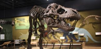 Costela quebrada do maior T. rex já encontrado guardava vasos sanguíneos fossilizados: a fratura ainda estava cicatrizando quando o dinossauro morreu Costela quebrada do maior T. rex já encontrado guardava vasos sanguíneos fossilizados: a fratura ainda estava cicatrizando quando o dinossauro morreu