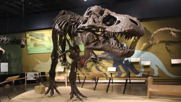 Costela quebrada do maior T. rex já encontrado guardava vasos sanguíneos fossilizados: a fratura ainda estava cicatrizando quando o dinossauro morreu Costela quebrada do maior T. rex já encontrado guardava vasos sanguíneos fossilizados: a fratura ainda estava cicatrizando quando o dinossauro morreu