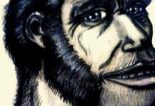 Crânio de 2 milhões de anos na África do Sul confirma que o Homo erectus, ancestral direto da humanidade, surgiu 200 mil anos antes do que se pensava Crânio de 2 milhões de anos na África do Sul confirma que o Homo erectus, ancestral direto da humanidade, surgiu 200 mil anos antes do que se pensava