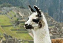 Lhamas pintadas, enfeitadas e sacrificadas pelos incas guardavam folhas de coca presas na lã: primeira prova direta de um ritual que os espanhóis descreveram errado Lhamas pintadas, enfeitadas e sacrificadas pelos incas guardavam folhas de coca presas na lã: primeira prova direta de um ritual que os espanhóis descreveram errado