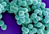 Cientistas ressuscitaram em laboratório uma proteína de defesa de 160 milhões de anos, do ancestral de quase todos os mamíferos, e ela atacou superbactérias Cientistas ressuscitaram em laboratório uma proteína de defesa de 160 milhões de anos, do ancestral de quase todos os mamíferos, e ela atacou superbactérias