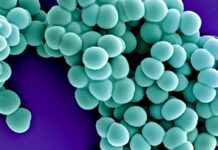 Cientistas ressuscitaram em laboratório uma proteína de defesa de 160 milhões de anos, do ancestral de quase todos os mamíferos, e ela atacou superbactérias Cientistas ressuscitaram em laboratório uma proteína de defesa de 160 milhões de anos, do ancestral de quase todos os mamíferos, e ela atacou superbactérias