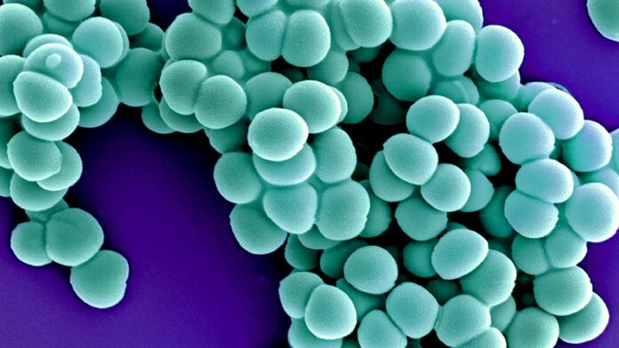 Cientistas ressuscitaram em laboratório uma proteína de defesa de 160 milhões de anos, do ancestral de quase todos os mamíferos, e ela atacou superbactérias Cientistas ressuscitaram em laboratório uma proteína de defesa de 160 milhões de anos, do ancestral de quase todos os mamíferos, e ela atacou superbactérias
