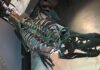 Cientistas mediram a temperatura de um T. rex pelo esmalte do dente: 36 °C, quase igual à de um ser humano Cientistas mediram a temperatura de um T. rex pelo esmalte do dente: 36 °C, quase igual à de um ser humano