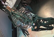 Cientistas mediram a temperatura de um T. rex pelo esmalte do dente: 36 °C, quase igual à de um ser humano Cientistas mediram a temperatura de um T. rex pelo esmalte do dente: 36 °C, quase igual à de um ser humano