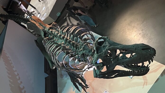 Cientistas mediram a temperatura de um T. rex pelo esmalte do dente: 36 °C, quase igual à de um ser humano Cientistas mediram a temperatura de um T. rex pelo esmalte do dente: 36 °C, quase igual à de um ser humano