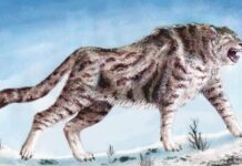 O guepardo americano da era do gelo não era guepardo: DNA mostra que o felino era parente da onça-parda e, no Ártico, vivia de pescar salmão O guepardo americano da era do gelo não era guepardo: DNA mostra que o felino era parente da onça-parda e, no Ártico, vivia de pescar salmão