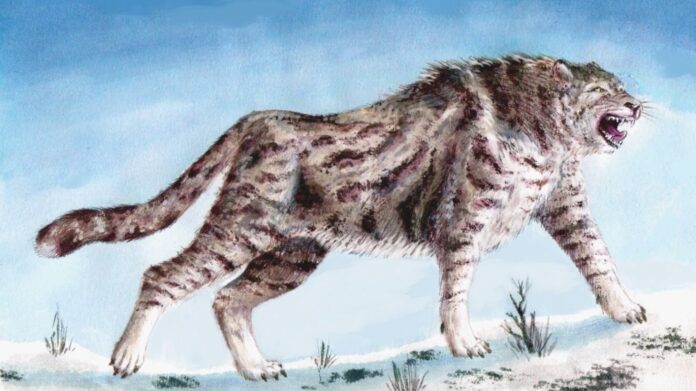 O guepardo americano da era do gelo não era guepardo: DNA mostra que o felino era parente da onça-parda e, no Ártico, vivia de pescar salmão O guepardo americano da era do gelo não era guepardo: DNA mostra que o felino era parente da onça-parda e, no Ártico, vivia de pescar salmão