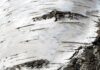 A cola que os neandertais usavam para fixar pontas de lança também matava bactérias: piche de bétula pode ter sido um dos primeiros remédios da pré-história A cola que os neandertais usavam para fixar pontas de lança também matava bactérias: piche de bétula pode ter sido um dos primeiros remédios da pré-história
