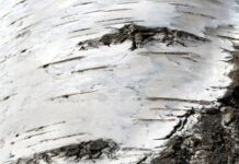 A cola que os neandertais usavam para fixar pontas de lança também matava bactérias: piche de bétula pode ter sido um dos primeiros remédios da pré-história A cola que os neandertais usavam para fixar pontas de lança também matava bactérias: piche de bétula pode ter sido um dos primeiros remédios da pré-história