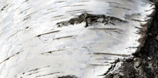 A cola que os neandertais usavam para fixar pontas de lança também matava bactérias: piche de bétula pode ter sido um dos primeiros remédios da pré-história A cola que os neandertais usavam para fixar pontas de lança também matava bactérias: piche de bétula pode ter sido um dos primeiros remédios da pré-história