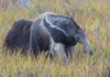 Uma onça e dois filhotes se aproximaram de uma tamanduá-bandeira no Pantanal; ela ergueu as garras, gritou e pôs os três para correr Uma onça e dois filhotes se aproximaram de uma tamanduá-bandeira no Pantanal; ela ergueu as garras, gritou e pôs os três para correr