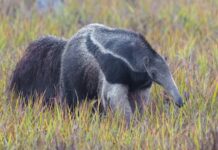 Uma onça e dois filhotes se aproximaram de uma tamanduá-bandeira no Pantanal; ela ergueu as garras, gritou e pôs os três para correr Uma onça e dois filhotes se aproximaram de uma tamanduá-bandeira no Pantanal; ela ergueu as garras, gritou e pôs os três para correr