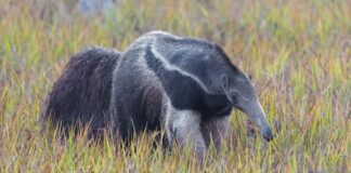 Uma onça e dois filhotes se aproximaram de uma tamanduá-bandeira no Pantanal; ela ergueu as garras, gritou e pôs os três para correr Uma onça e dois filhotes se aproximaram de uma tamanduá-bandeira no Pantanal; ela ergueu as garras, gritou e pôs os três para correr