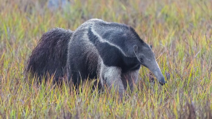Uma onça e dois filhotes se aproximaram de uma tamanduá-bandeira no Pantanal; ela ergueu as garras, gritou e pôs os três para correr Uma onça e dois filhotes se aproximaram de uma tamanduá-bandeira no Pantanal; ela ergueu as garras, gritou e pôs os três para correr