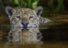 Onça-pintada Aracy entra no rio e o filhote Mocoha vai atrás: guia filma aula de natação no Pantanal Onça-pintada Aracy entra no rio e o filhote Mocoha vai atrás: guia filma aula de natação no Pantanal