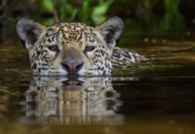 Onça-pintada Aracy entra no rio e o filhote Mocoha vai atrás: guia filma aula de natação no Pantanal Onça-pintada Aracy entra no rio e o filhote Mocoha vai atrás: guia filma aula de natação no Pantanal