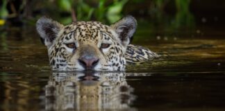 Onça-pintada Aracy entra no rio e o filhote Mocoha vai atrás: guia filma aula de natação no Pantanal Onça-pintada Aracy entra no rio e o filhote Mocoha vai atrás: guia filma aula de natação no Pantanal