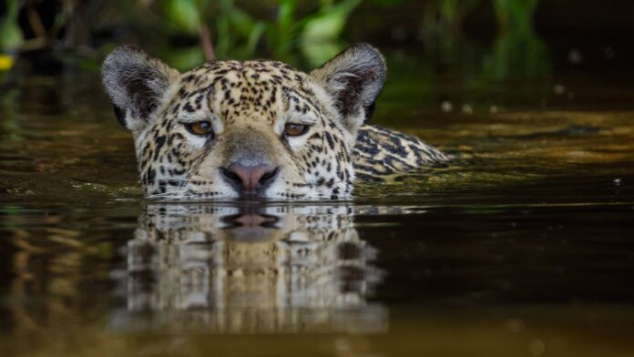 Onça-pintada Aracy entra no rio e o filhote Mocoha vai atrás: guia filma aula de natação no Pantanal Onça-pintada Aracy entra no rio e o filhote Mocoha vai atrás: guia filma aula de natação no Pantanal