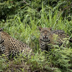 Câmera no galinheiro flagrou onça com filhote no interior de São Paulo: em três ataques, foram 25 galinhas de um aposentado de 76 anos Câmera no galinheiro flagrou onça com filhote no interior de São Paulo: em três ataques, foram 25 galinhas de um aposentado de 76 anos