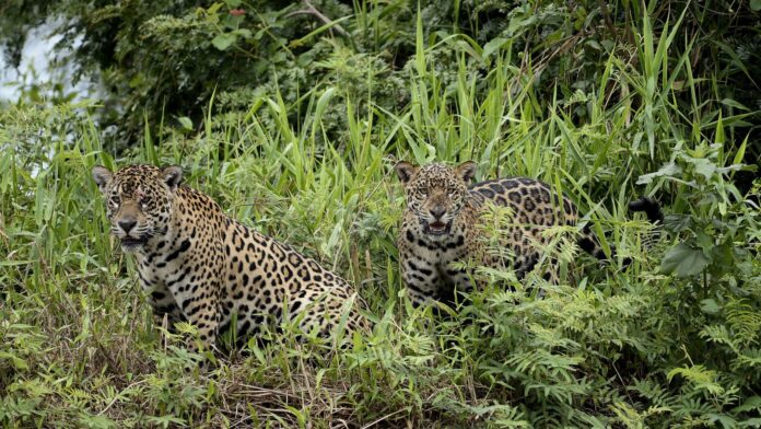 Câmera no galinheiro flagrou onça com filhote no interior de São Paulo: em três ataques, foram 25 galinhas de um aposentado de 76 anos Câmera no galinheiro flagrou onça com filhote no interior de São Paulo: em três ataques, foram 25 galinhas de um aposentado de 76 anos