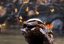 Tráfico de animais na Amazônia vai além do pet: estudo lista 137 espécies traficadas, muitas para comer e para rituais Tráfico de animais na Amazônia vai além do pet: estudo lista 137 espécies traficadas, muitas para comer e para rituais