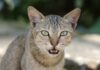 Câncer de mama em gatas tem a mesma mutação de casos humanos agressivos, mostra o maior estudo genético de tumores felinos Câncer de mama em gatas tem a mesma mutação de casos humanos agressivos, mostra o maior estudo genético de tumores felinos