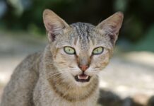 Câncer de mama em gatas tem a mesma mutação de casos humanos agressivos, mostra o maior estudo genético de tumores felinos Câncer de mama em gatas tem a mesma mutação de casos humanos agressivos, mostra o maior estudo genético de tumores felinos