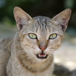 Câncer de mama em gatas tem a mesma mutação de casos humanos agressivos, mostra o maior estudo genético de tumores felinos Câncer de mama em gatas tem a mesma mutação de casos humanos agressivos, mostra o maior estudo genético de tumores felinos