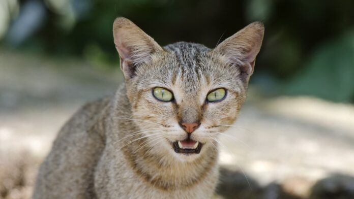 Câncer de mama em gatas tem a mesma mutação de casos humanos agressivos, mostra o maior estudo genético de tumores felinos Câncer de mama em gatas tem a mesma mutação de casos humanos agressivos, mostra o maior estudo genético de tumores felinos