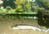 Peixe de linhagem com centenas de milhões de anos, dado como extinto, reapareceu num rio da Geórgia; agora uma leva recorde de filhotes renova a esperança Peixe de linhagem com centenas de milhões de anos, dado como extinto, reapareceu num rio da Geórgia; agora uma leva recorde de filhotes renova a esperança
