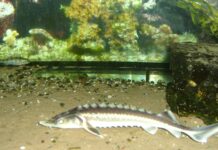 Peixe de linhagem com centenas de milhões de anos, dado como extinto, reapareceu num rio da Geórgia; agora uma leva recorde de filhotes renova a esperança Peixe de linhagem com centenas de milhões de anos, dado como extinto, reapareceu num rio da Geórgia; agora uma leva recorde de filhotes renova a esperança
