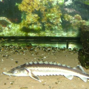 Peixe de linhagem com centenas de milhões de anos, dado como extinto, reapareceu num rio da Geórgia; agora uma leva recorde de filhotes renova a esperança Peixe de linhagem com centenas de milhões de anos, dado como extinto, reapareceu num rio da Geórgia; agora uma leva recorde de filhotes renova a esperança
