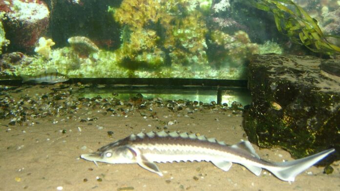 Peixe de linhagem com centenas de milhões de anos, dado como extinto, reapareceu num rio da Geórgia; agora uma leva recorde de filhotes renova a esperança Peixe de linhagem com centenas de milhões de anos, dado como extinto, reapareceu num rio da Geórgia; agora uma leva recorde de filhotes renova a esperança