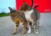 Cientistas descobrem um RG químico na urina dos gatos: 13 ácidos graxos formam uma assinatura única que outros gatos reconhecem por meses Cientistas descobrem um RG químico na urina dos gatos: 13 ácidos graxos formam uma assinatura única que outros gatos reconhecem por meses