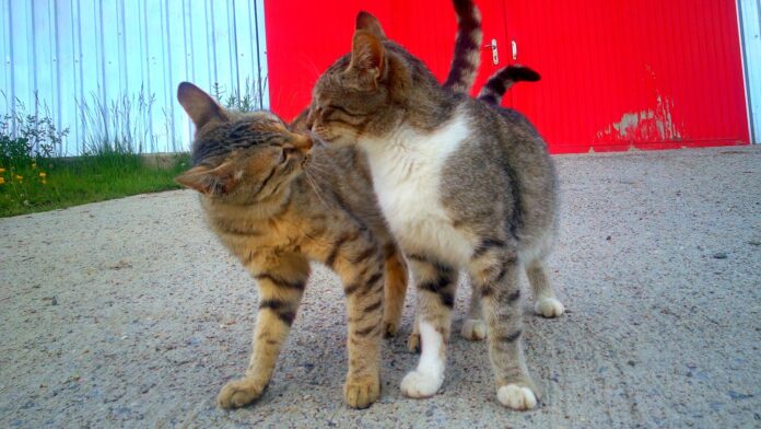 Cientistas descobrem um RG químico na urina dos gatos: 13 ácidos graxos formam uma assinatura única que outros gatos reconhecem por meses Cientistas descobrem um RG químico na urina dos gatos: 13 ácidos graxos formam uma assinatura única que outros gatos reconhecem por meses