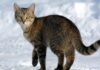 Os irmãos Gary e Shaggy tinham pernas compridas demais para gatos; exames revelaram a primeira síndrome de Marfan documentada em felinos Os irmãos Gary e Shaggy tinham pernas compridas demais para gatos; exames revelaram a primeira síndrome de Marfan documentada em felinos