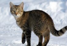 Os irmãos Gary e Shaggy tinham pernas compridas demais para gatos; exames revelaram a primeira síndrome de Marfan documentada em felinos Os irmãos Gary e Shaggy tinham pernas compridas demais para gatos; exames revelaram a primeira síndrome de Marfan documentada em felinos